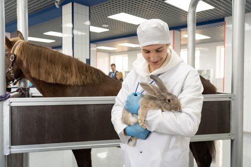 В России откроют первую интернатуру для ветврачей