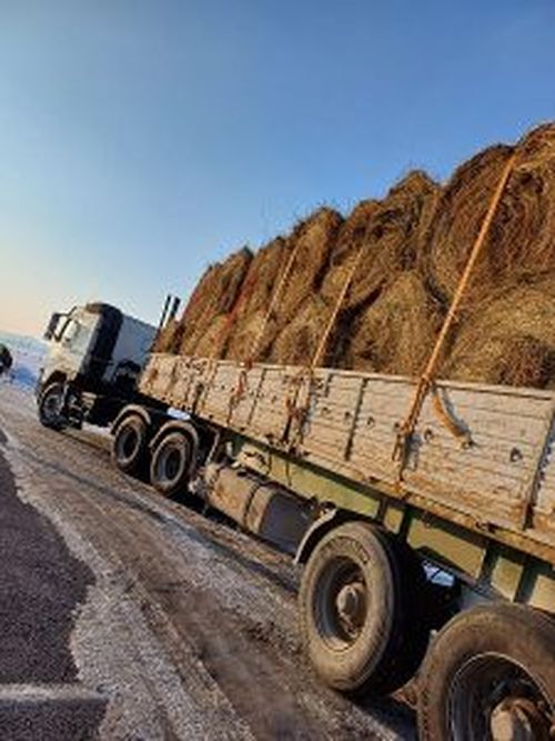 В Туве пресекли попытку ввоза сена без сопроводительных документов