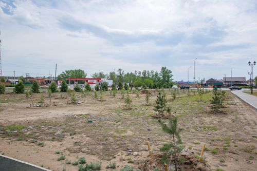 В Кызыле высадили более 1000 саженцев деревьев