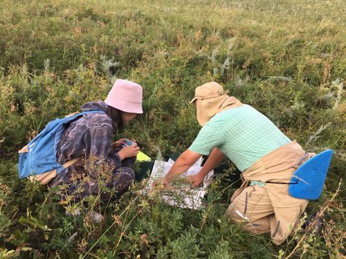 Центр биосферных исследований Тувы провел научно-исследовательскую ботаническую экспедицию в Тоджу