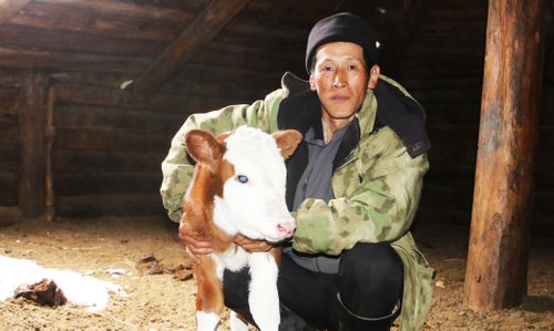 Завезенные в Туву коровы симментальской породы дали первое потомство