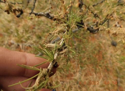 В Туве увеличивается территория распространения сибирского шелкопряда