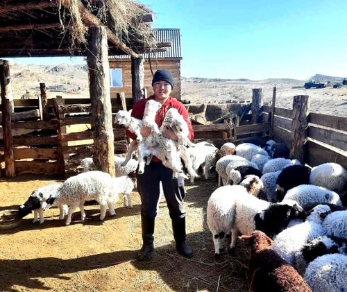 Мал оолдаашкынын чидириг чокка