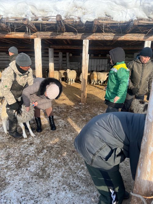 У животноводов Тувы началась окотная кампания