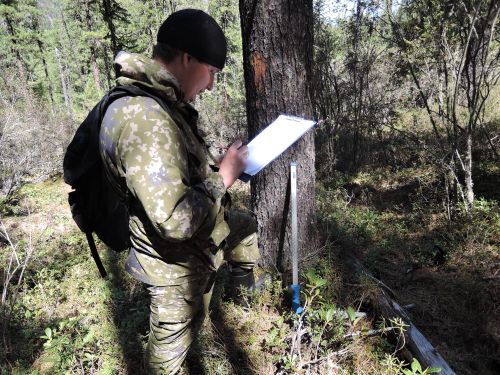 Лесопатологи Тувы готовятся к полевому сезону