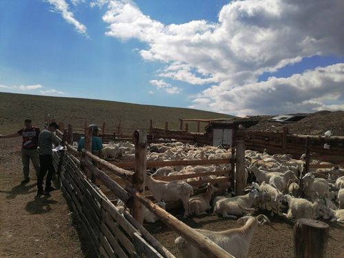 В Туве подвели итоги губернаторского проекта «Чаа сорук («Новая жизнь»)