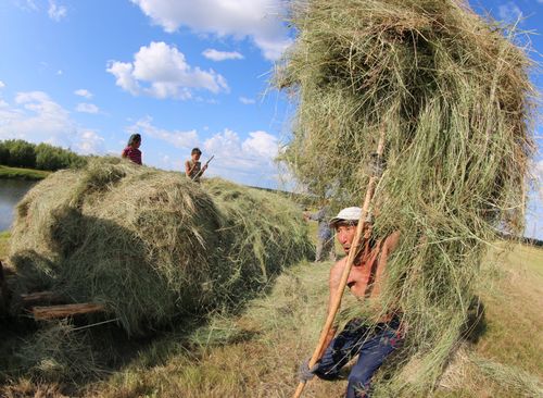 В Туве завершается кормозаготовительная кампания