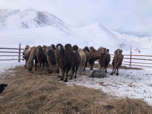 В Туве зимовка скота идет по плану
