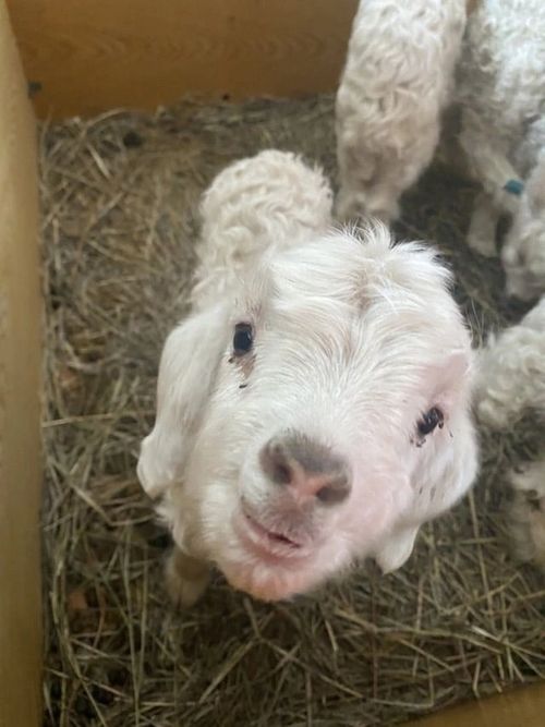 Животноводы Пий-Хемского района в штатном режиме проводят окотную кампанию