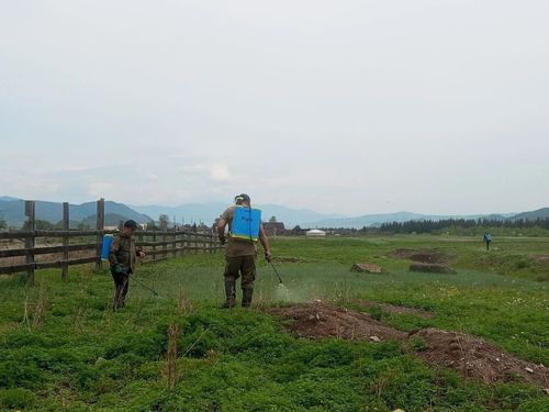 В Туве продолжается борьба с дикорастущей коноплей