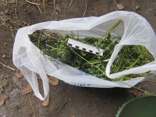 В Туве за минувшие сутки изъято свыше 2 килограммов наркотических средств