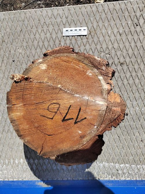 В Сут-Хольском районе «чёрный лесоруб» незаконно вырубил 27 лиственниц. Ущерб превышает 220 тысяч рублей