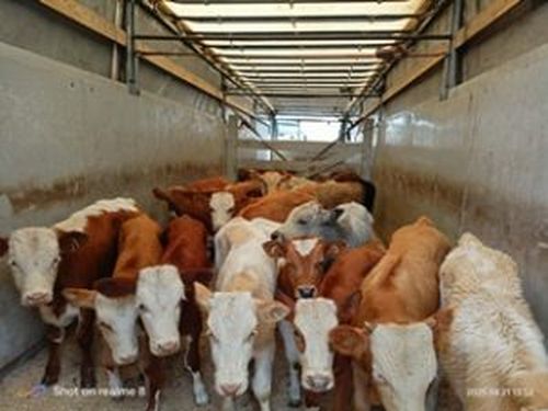 В Туве предотвратили незаконный вывоз 73 голов крупного рогатого скота без сопроводительных документов