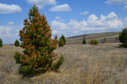 В Балгазынском сосновом бору деревья пострадали от ожогов солнца