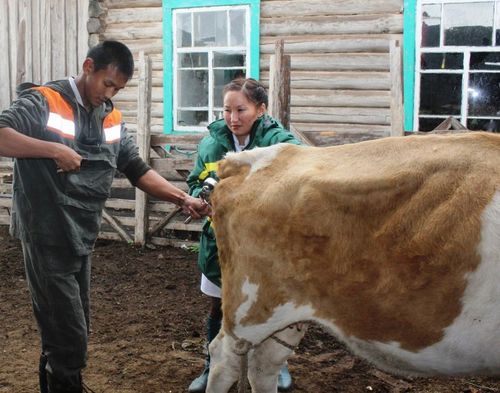 В Дзун-Хемчикском районе проводят ликвидацию очага заражения бруцеллёзом