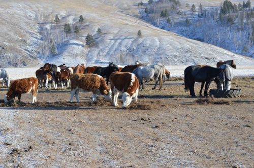 В животноводческих хозяйствах Тувы началась зимовка скота
