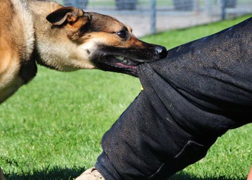 Совет Федерации одобрил закон о штрафах за выброшенных питомцев и укусы животных