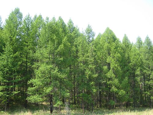 В лесах Тувы определили сроки начала вегетационного периода