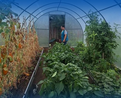 Огородный успех в Чаа-Холе: как социальный контракт помог местной жительнице собрать рекордный урожай