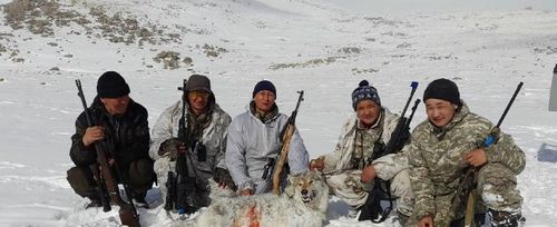 100 бригад промысловиков вышли на охоту на расплодившихся волков в Туве