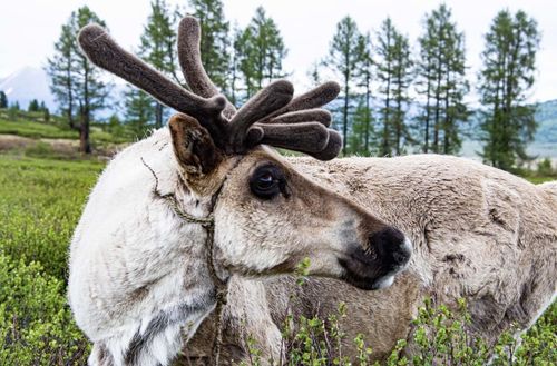 Как живут тоджинские оленеводы?