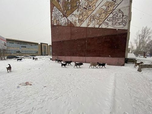 Минсельхозпрод Тувы установил тариф на отлов собак в 2023 году