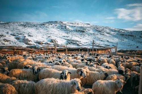 Тываның Көдээ ажыл-агый яамызы: Кыштаглаашкын хүр эгелээн