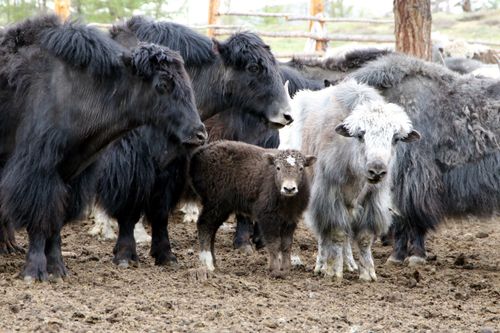 Минсельхоз Тувы проводит пересчет яков