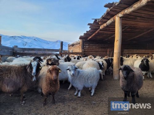 Тывада келир мал кыштаглаашкынында онза байдалдарны хайгаараар штабты тургускан