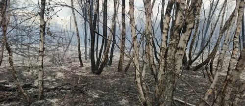 В лесах Тувы ликвидировали все действующие пожары