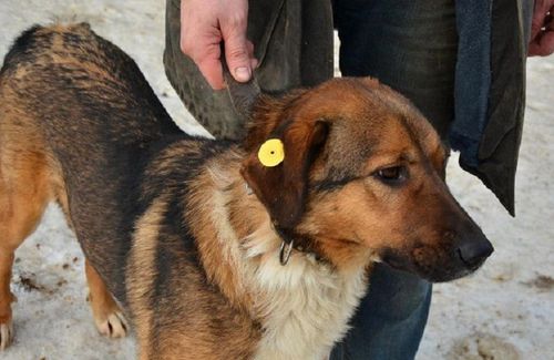 В Кызыле начнут чипировать домашних собак