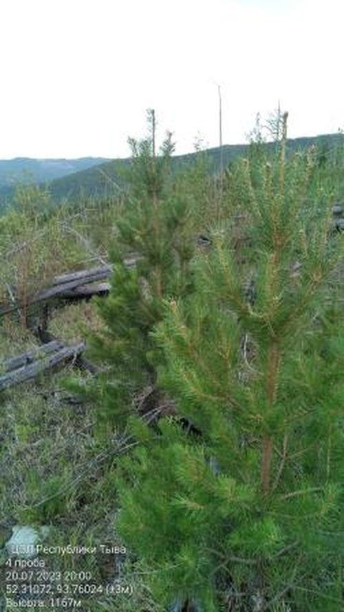 В Туве продолжается мониторинг воспроизводства лесов