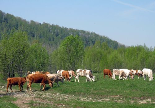 В Тес-Хемском районе выявили очаг бруцеллеза