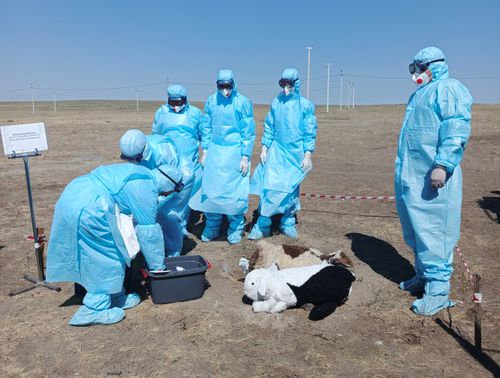 В Туве проведены межрегиональные учения по ликвидации очага ящура