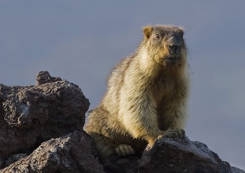 Чума халдавырының бир тарадыкчызы – “Кызыл дептерже” киир бижиткен тарбаган