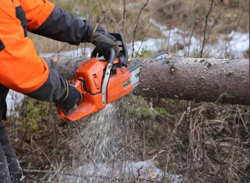 В Туве мужчина предстанет перед судом за незаконную рубку деревьев