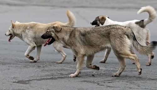 Ээзи чок ыттарга ызырткан дугайында дыңнадыглар саны эвээжээн