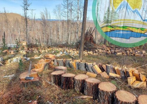 Сотрудники Минлесхоза помогают в наколке дров для нуждающихся семей Тоджи