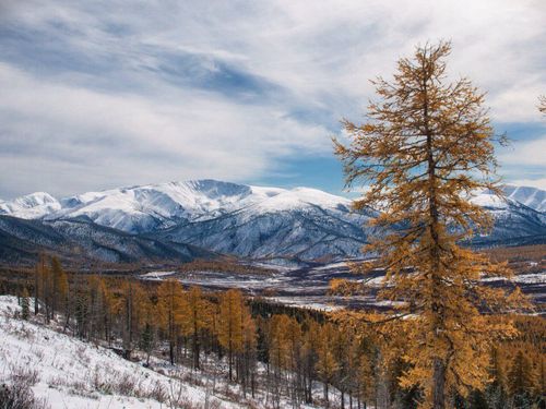 Прогнозы лесопатологов говорят о стабильной ситуации в лесах Тувы в первой половине 2024 года