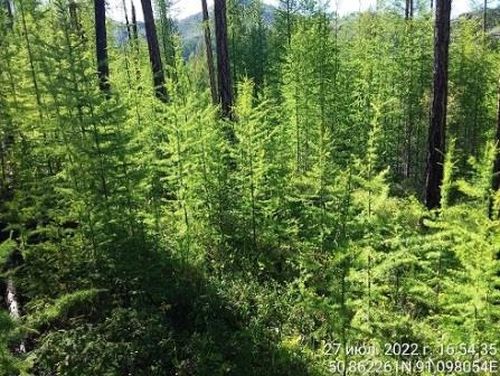 Лесопатологи Тувы обследовали лесничество Чадана