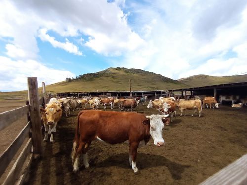 Сельхозпродукция УФСИНа Тувы выйдет на внутренний рынок