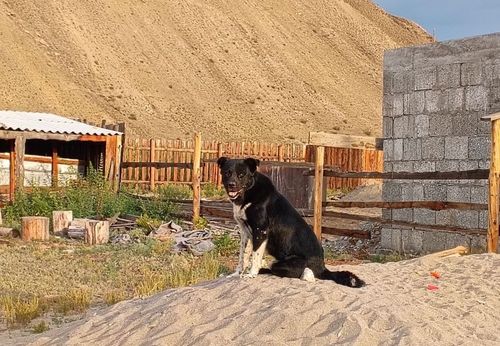 Тыва дылда ыт аттары: Көстүк, Мойнак, Ак-Төш…