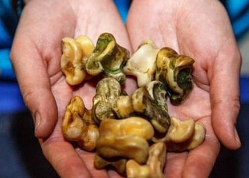 В мир традиционной тувинской культуры с "Пушкинской картой"