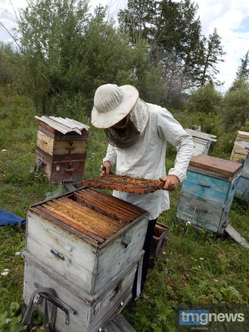 Михаил Иванов: «Пчеловодство – это увлекательно»