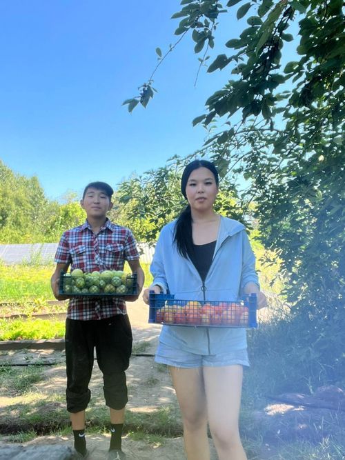 Будущие агрономы изучают разные сорта овощей в тепличных условиях