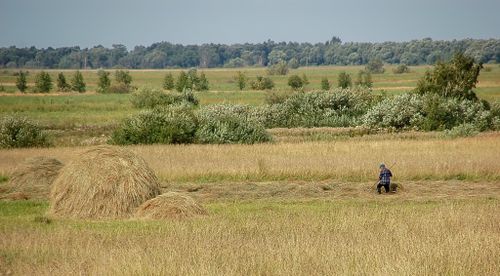 Как в районах с малыми сенокосными угодьями будут заготавливать сено