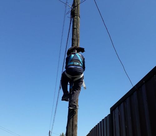 В Туве спасли кота-электромонтера