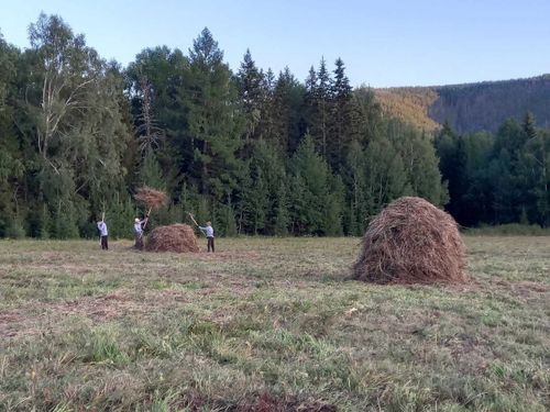 В районах Тувы продолжается кормозаготовительная кампания