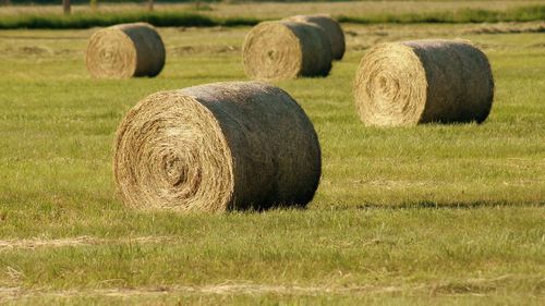 Животноводы Тувы могут приобрести сено в рулонах в Тандинском районе