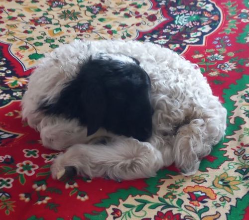 Чымчак диван кырынга удуур хураган